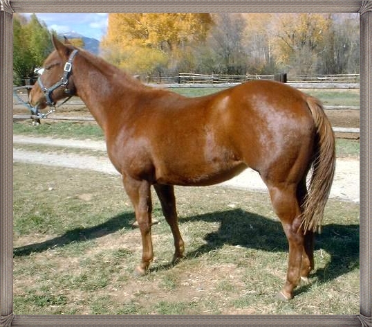 Three Year Old Filly 